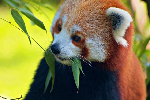Vibrant Red Panda Eating Bamboo in Natural Habitat - Download Free Stock Photos Pikwizard.com