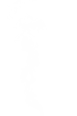 abstract white smoke swirls on transparent background - Download Free Stock Videos Pikwizard.com