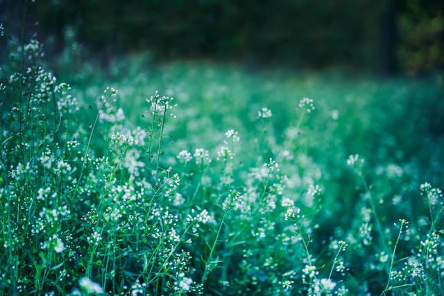 Lush green meadow with blooming wildflowers under soft focus - Download Free Stock Photos Pikwizard.com