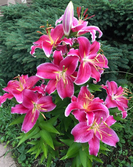 Lush pink stargazer lilies in full bloom against green foliage. These vibrant and colorful flowers are ideal decorations for gardening articles, floral arrangement pieces, or seasonal greetings cards. Perfect for nature blogs, landscaping magazines, and floral product advertisements.