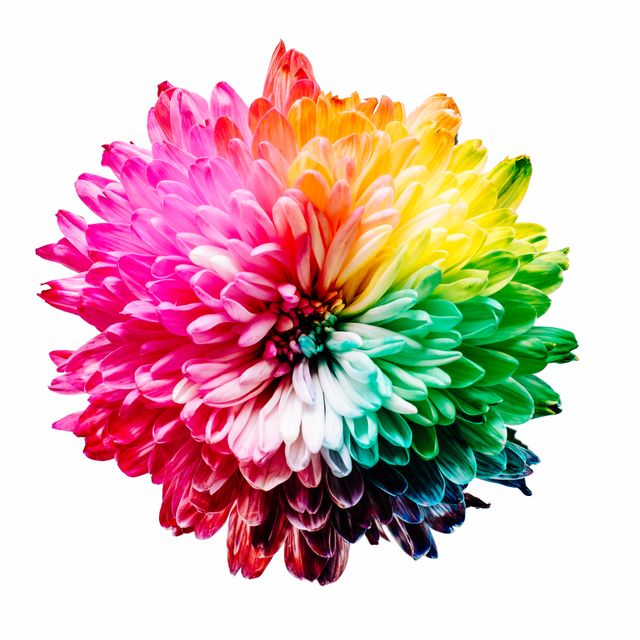 This vibrant multicolored flower with rainbow petals on a white background can be used for various purposes such as decorative wall art, graphic design projects, magazine covers, advertisements, social media posts, and invitations. It provides a splash of color and can serve as an eye-catching visual element in creative works.