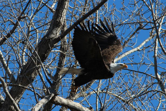 Bald eagle spreading wings while flying through bare trees against a bright blue sky. Ideal for representing freedom, wilderness, American wildlife, and nature preservation. Suitable for educational materials, wildlife documentaries, and promotional campaigns for natural parks.