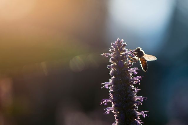 Beautiful shot of a bee actively pollinating a purple flower with warm sunlight in background. Ideal for use in nature-based articles, educational materials about pollinators, advertisements for eco-friendly products, and botanical or wildlife photography collections. The image emphasizes symmetry, soft focus, and natural beauty, suitable for spring or summer themes.