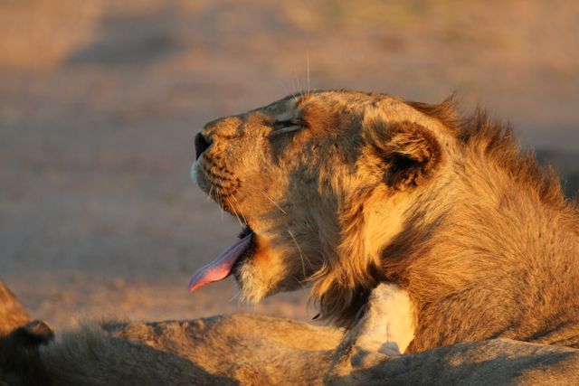 Yawning Lion Resting in Sunlight - Download Free Stock Photos Pikwizard.com
