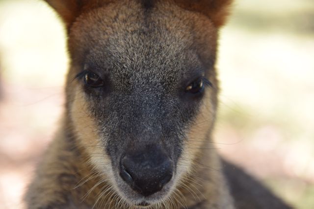 Close-Up Portrait of a Wallaby in Natural Habitat - Download Free Stock Photos Pikwizard.com