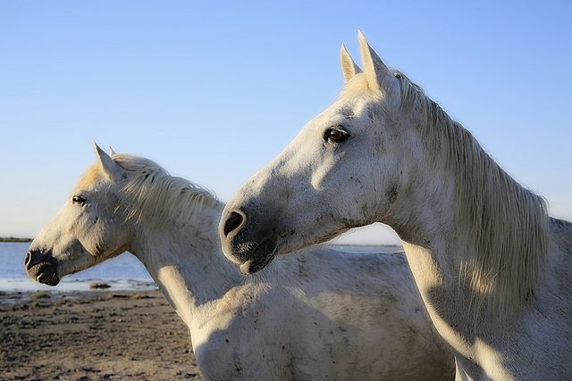 Two White Horses Near Waterfront Under Clear Sky - Download Free Stock Photos Pikwizard.com