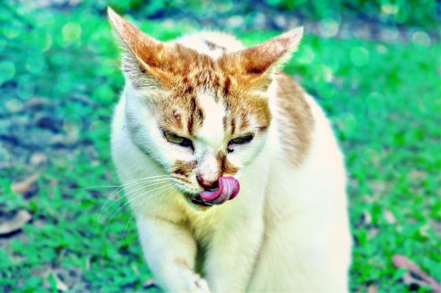 Cat sitting in garden licking its paw. Green background with grass. Suitable for pet care, nature exploration, and animal behavior topics.