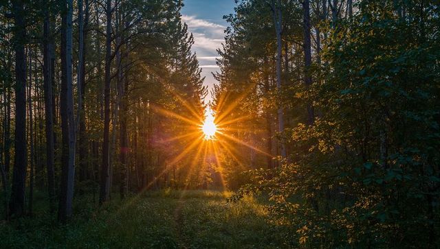 Golden sunburst shining through tall trees casting warm beams along grassy forest path