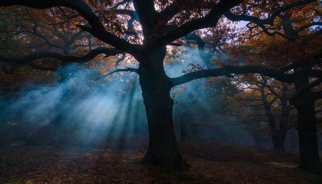 Ancient Oak Standing in Morning Mist with Sunbeams Piercing Autumn Canopy