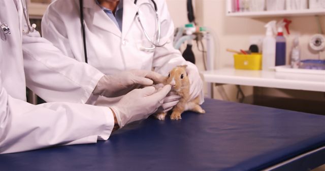 Veterinarian examining a small animal on a table in a clinic, providing professional health care. Ideal for topics related to animal health, veterinary services, pet care, veterinary clinics, animal welfare, and professional veterinary support.