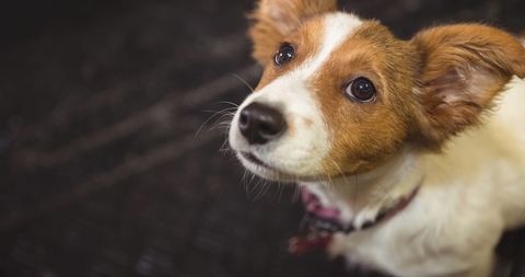Close-Up of Brown and White Dog Looking Up - Download Free Stock Images Pikwizard.com