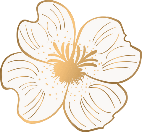 Luxurious White Flower Illustration on Transparent Background - Download Free Stock Videos Pikwizard.com