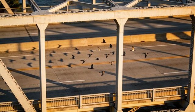Flock flying over steel truss bridge casting dramatic shadows on sunlit urban roadway