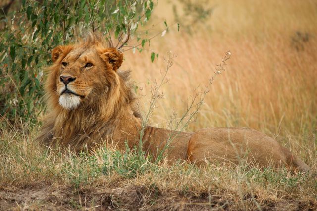Majestic lion resting in African savanna, showcasing the natural beauty and wildlife of the region. Ideal for nature and wildlife documentaries, educational materials, and travel promotions. Emphasizes strength, majesty, and natural habitat.