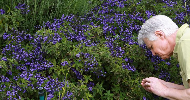 Elderly man closely observing and appreciating vibrant purple flowers in a lush garden. Ideal for content related to gardening, nature appreciation, senior activities, peaceful outdoor moments, and promoting physical activities among elderly individuals.