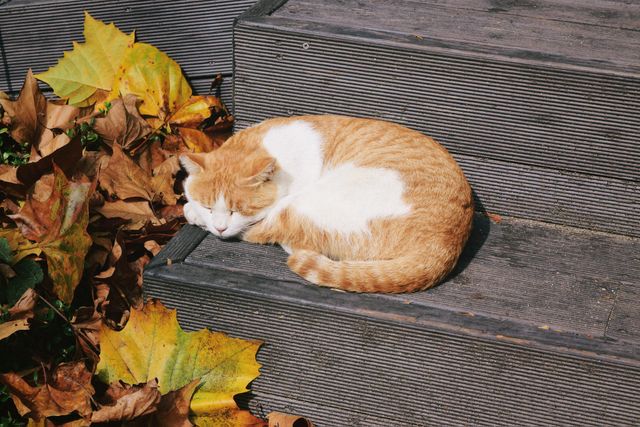 Cat enjoys a nap on wooden steps surrounded by autumn leaves. Ideal for themes related to pets, nature, autumn, and relaxation. Suitable for blog articles on seasonal changes, pet care during colder months, or nature photography projects.