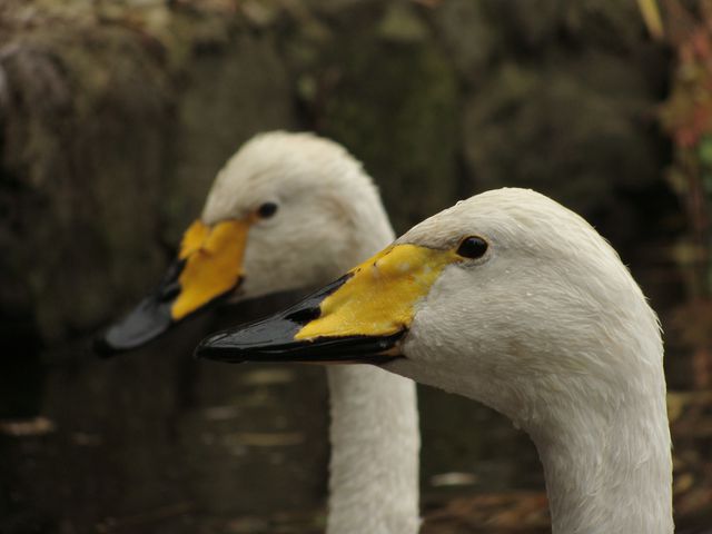 Two whooper swans with yellow and black beaks swimming together, creating a peaceful and harmonious scene. Perfect for use in nature-themed projects, wildlife conservation campaigns, and educational materials about birds and waterfowl.