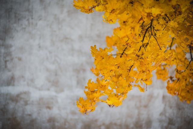 Golden yellow autumn leaves hanging on a branch, set against a weathered concrete wall background. Perfect for seasonal themes, nature-inspired projects, backgrounds for web pages, and environmental campaigns emphasizing the beauty of fall foliage.