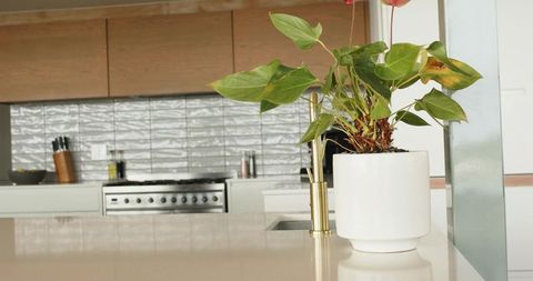 White ceramic planter sitting on glossy kitchen island with brass faucet and minimal decor