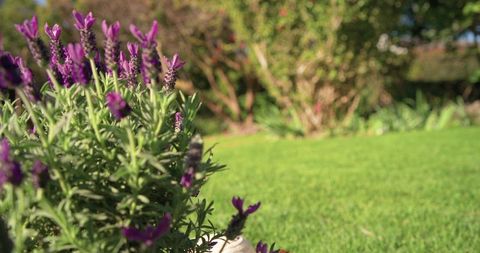 Sunlit lavender blooming on lush backyard lawn with rustic stone ornament and soft bokeh