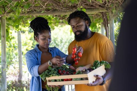 African american couple harvesting fresh tomatoes and vegetables from home garden crate