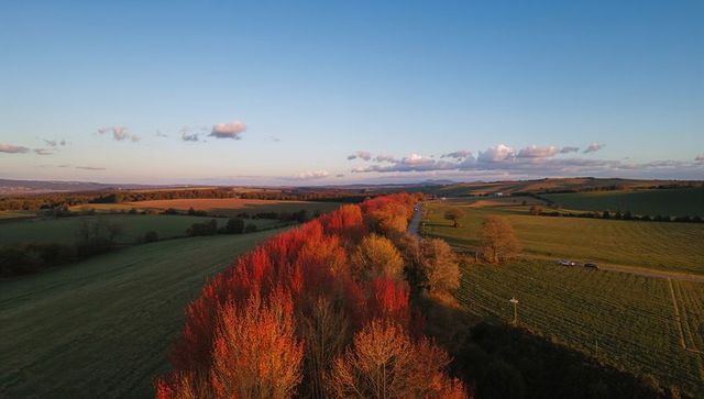 Autumn hedgerow glowing along winding country road with red-orange foliage at sunset