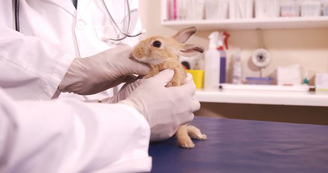 Veterinarian wearing gloves holding and examining a cute rabbit in a clinic. This image can be used for publications related to veterinary care, pet health, animal clinics, and the importance of professional care for domestic animals. Ideal for websites, blogs, and articles focusing on veterinary practices, pet wellness, and animal treatment procedures.