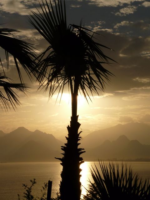Palm tree silhouette in forefront of setting sun above tranquil ocean. Gentle hills outline in background with restful water reflection. Perfect for travel destinations, nature magazines, relaxation themes, and tropical vacation advertisements.