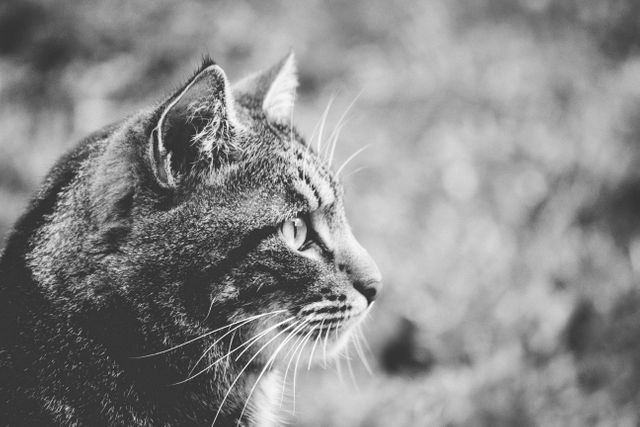 Black and White Portrait of Tabby Cat Looking Into Distance - Download Free Stock Photos Pikwizard.com