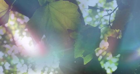 Glowing backlit maple-like leaves casting sunbeams with pastel bokeh and lens flare