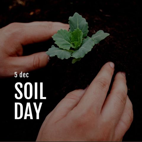 Celebrate World Soil Day with Hands Planting Seedling - Download Free Stock Templates Pikwizard.com