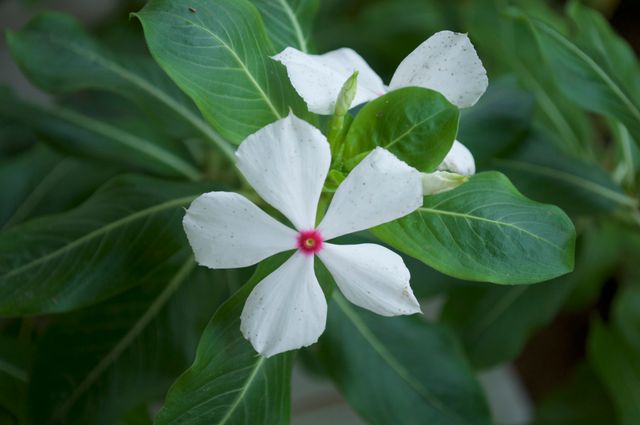 Close-up of an elegant white periwinkle flower with a red center surrounded by vibrant green leaves. Perfect for botanical illustrations, gardening articles, floral design references, nature-themed backgrounds, or educational materials about plant species.
