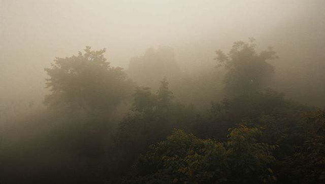 Enchanting woodland in thick dawn fog with ethereal atmosphere