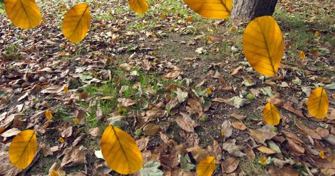 Falling Autumn Leaves on Ground in Scenic Fall Season - Download Free Stock Images Pikwizard.com