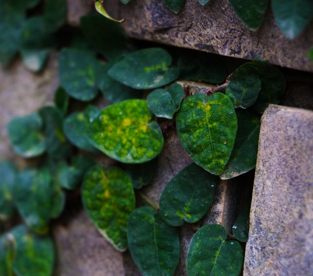 Photographed in an outdoor setting, this close-up of ivy leaves reveals vibrant greens and intricate vein patterns against a stone wall. The natural theme makes it suitable for use in gardening blogs, environmental websites, and nature-themed designs.