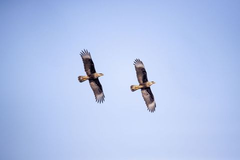 Two Crested Caracaras Soaring Over Clear Blue Sky with Outstretched Wings