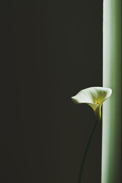 Elegant single white calla lily featured against a dark background with soft lighting. Suitable for backgrounds, minimalistic decor, nature themes, floral arrangements, or artistic projects emphasizing contrast and simplicity.