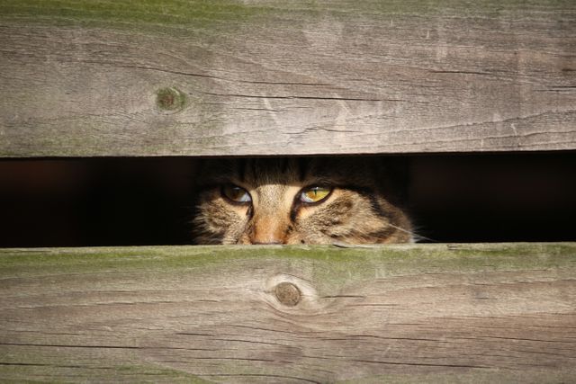 A close-up of a cat peeking through wooden fence planks with piercing eyes, creating a mysterious atmosphere. The image highlights the cat's natural curiosity and playful nature. Useful for concepts related to privacy, curiosity, and the hidden or unknown. Ideal for animal-themed articles, pet care blogs, and social media sharing.