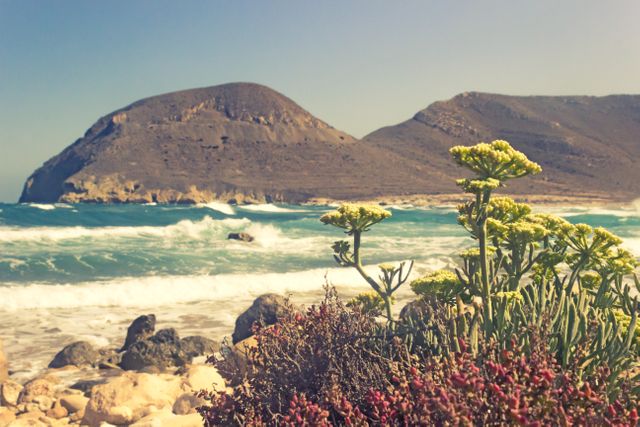 Scenic coastal landscape featuring diverse wild plants in foreground, calm ocean waves, and rocky mountains in background under clear sunny sky. Ideal for promotional material related to nature conservation, travel, outdoor activities, and ecological awareness campaigns.