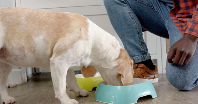 Person feeding pet dog in modern kitchen setting. Dog eagerly eating from a brightly colored food bowl, highlighting pet care and domestic life. Suitable for use in pet care, animal nutrition, home pet care blogs, and lifestyle articles related to pet ownership.