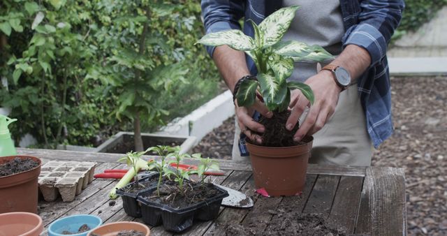 Man Repotting Houseplant Outdoors in Green Garden - Download Free Stock Images Pikwizard.com