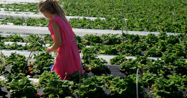 Caucasian girl explores a strawberry field on a sunny day. She's learning about agriculture while picking fresh strawberries outdoors.