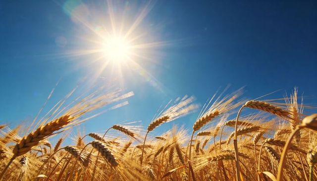 Swaying golden wheat catching sun rays with warm lens flare over clear blue sky