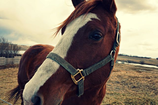 Close-up of Brown Horse with White Stripe on Field - Download Free Stock Photos Pikwizard.com