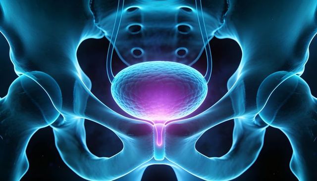 Glowing urinary bladder within translucent pelvis illustrating bladder anatomy and urethra