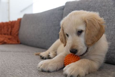 Golden retriever puppy chewing orange spiky toy on gray sofa at home