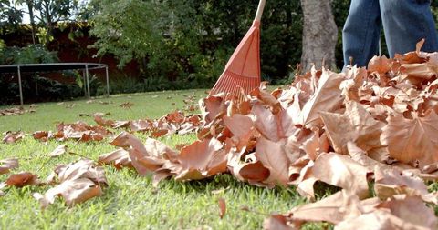 Raking fallen autumn leaves on sunny lawn