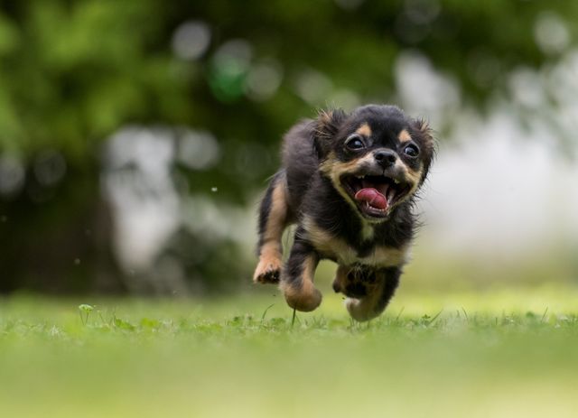 Joyful puppy running on lush green grass with tongue out, showcasing excitement and energy. Perfect for pet store ads, animal care promotions, or articles on dog behavior and outdoor activities. Image can be used to depict themes of playfulness, happiness, and the joy of having a pet.