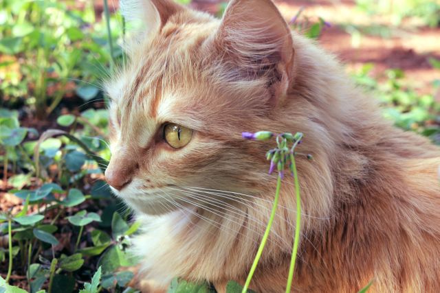 Ginger cat with fluffy fur and sharp eyes observing surroundings in a green garden on a sunny day. Use for pet care articles, gardening magazines, animal behavior studies, and website banners for pet products.