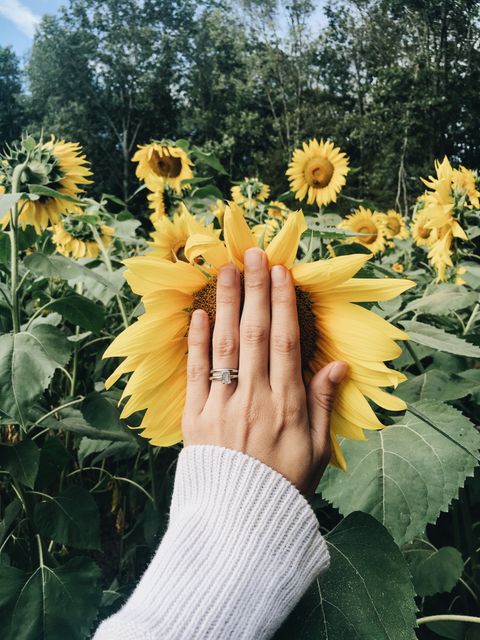 Close-up of a hand with an engagement ring reaching out to touch a large sunflower in a field blooming with sunflowers. Ideal for concepts of nature, growth, love, summer, and outdoor activities. Perfect for gardening products, environmental campaigns, and celebratory cards.